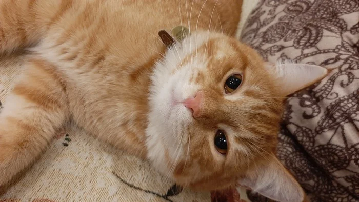 Reply to the post Competition: Best Pikabu Cat - Longpost, Competition, Peekaboo, Pick-up headphones, cat, My, Reply to post, A wave of posts, Cat Day