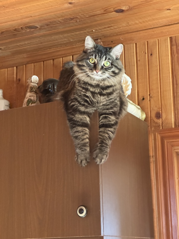 Наша красавица Лолита 🐾