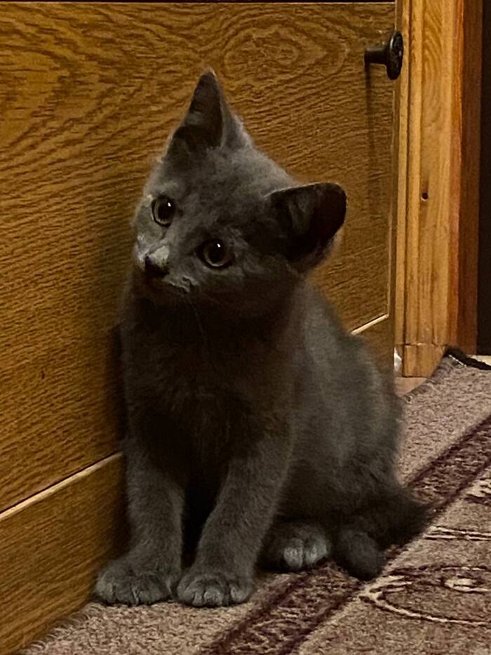 Ответ на пост «Конкурс: лучший кот Пикабу»