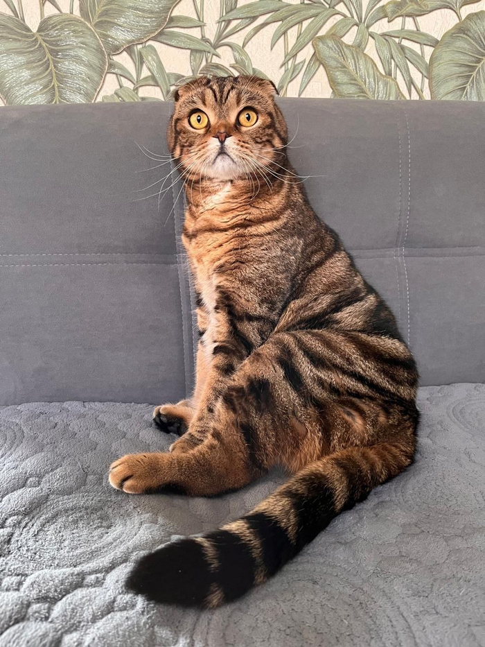 Ответ на пост «Конкурс: лучший кот Пикабу»