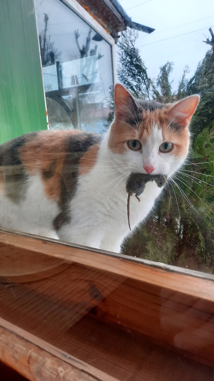 Ответ на пост «Конкурс: лучший кот Пикабу»