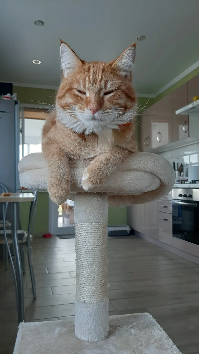 Reply to the post Competition: Best Pikabu Cat - Longpost, Competition, Peekaboo, Pick-up headphones, cat, My, Reply to post, A wave of posts, Cat Day