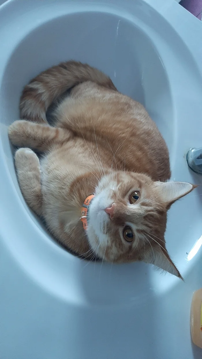 Reply to the post Competition: Best Pikabu Cat - Longpost, Competition, Peekaboo, Pick-up headphones, cat, My, Reply to post, A wave of posts, Cat Day