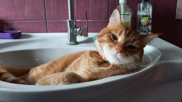 Reply to the post Competition: Best Pikabu Cat - Longpost, Competition, Peekaboo, Pick-up headphones, cat, My, Reply to post, A wave of posts, Cat Day