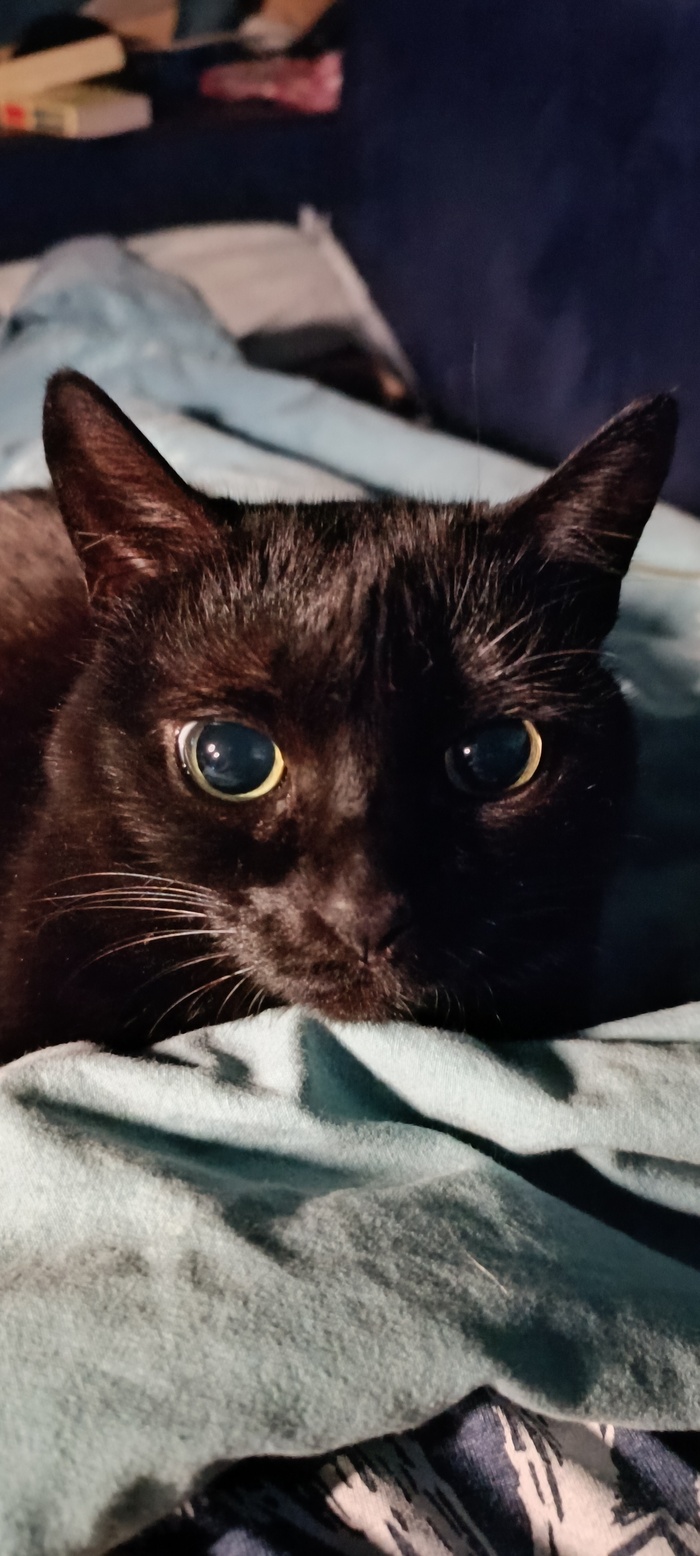 Кнопка. Красота, изящество и наглость в одном флаконе.