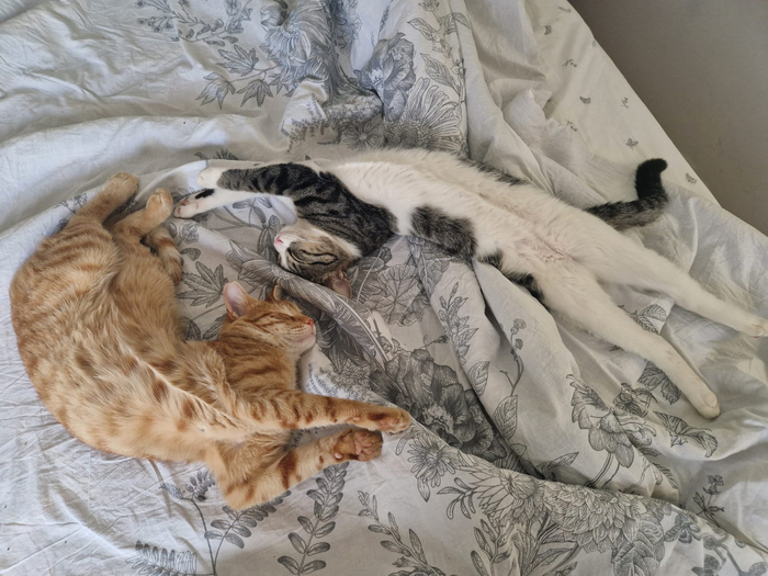 вот такой вот круговорот в постели