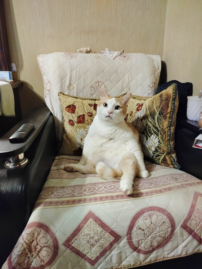    :    , , ,  , ,  ,   