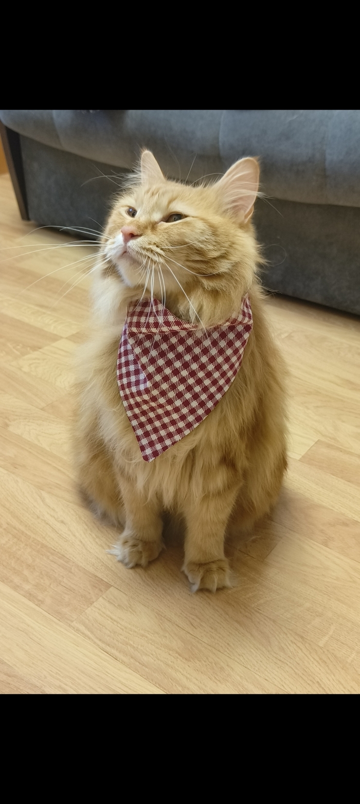 Ответ на пост «Конкурс: лучший кот Пикабу»