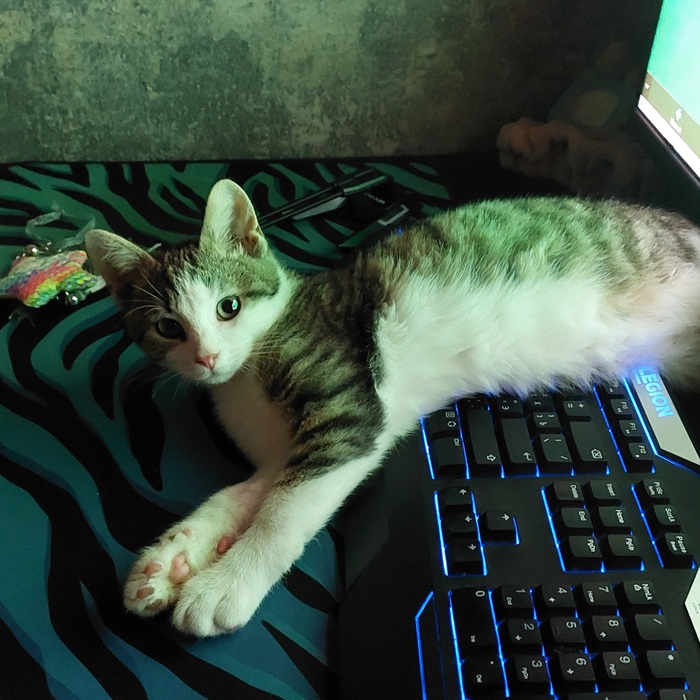 Ответ на пост «Конкурс: лучший кот Пикабу»