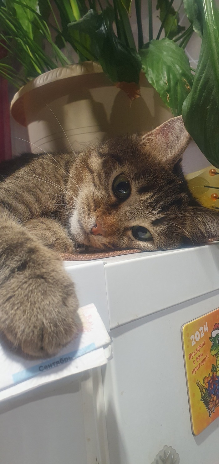 Ответ на пост «Конкурс: лучший кот Пикабу»