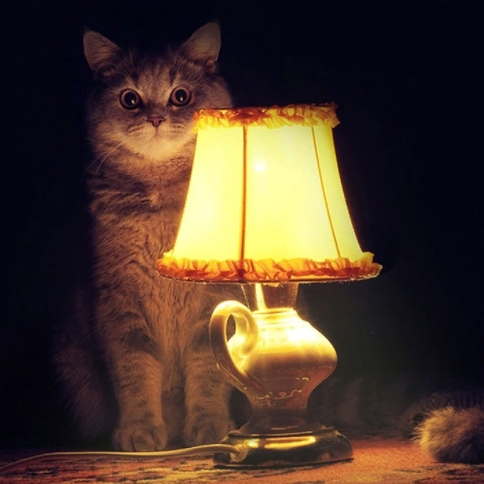    :    ,  , ,  ,   , ,  