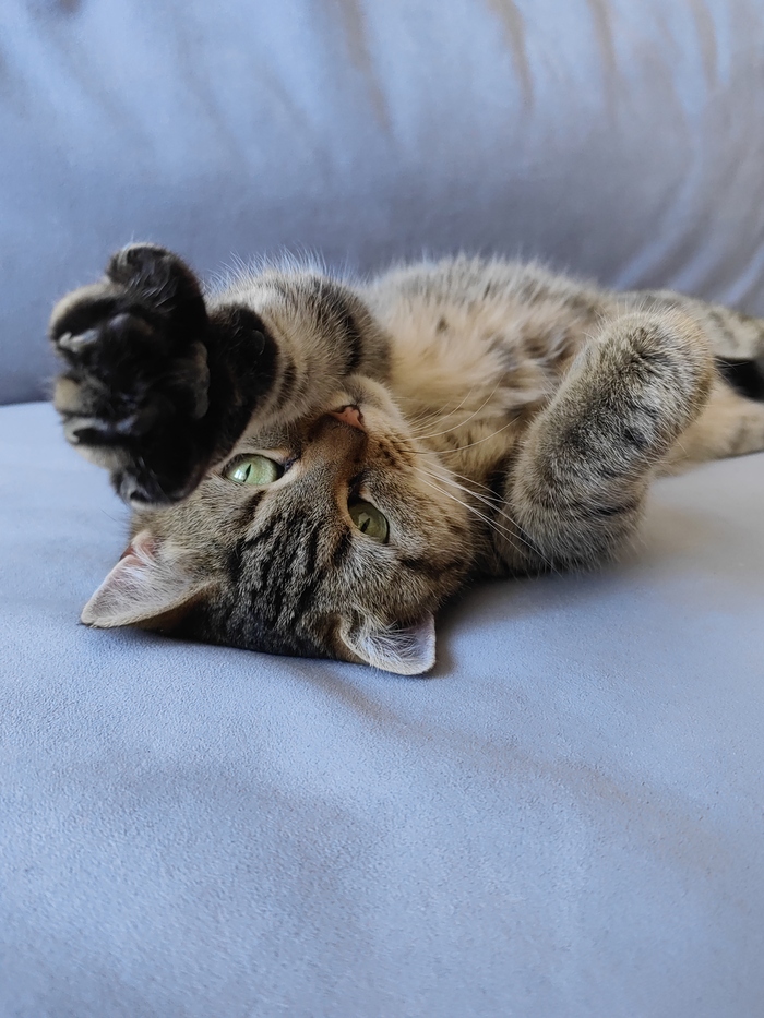 Ответ на пост «Конкурс: лучший кот Пикабу»