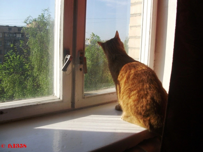 Ответ на пост «Конкурс: лучший кот Пикабу»