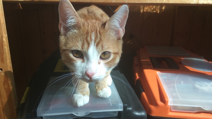 Ответ на пост «Конкурс: лучший кот Пикабу»