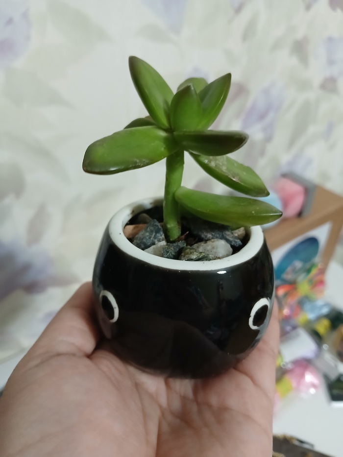 Седум в головастике🤭