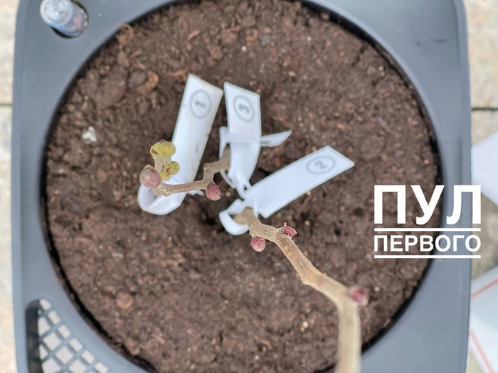     ,  , Russia today, , 23  -   , , , , , Telegram ()