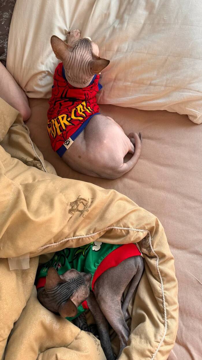 Ответ на пост «Конкурс: лучший кот Пикабу»