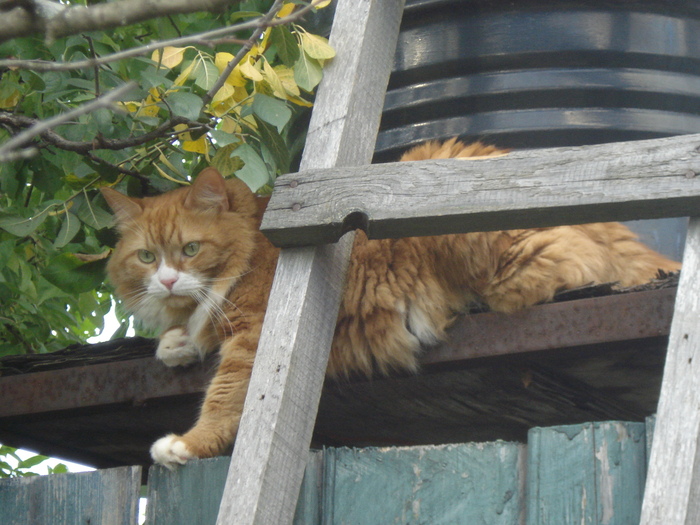 Ответ на пост «Конкурс: лучший кот Пикабу»
