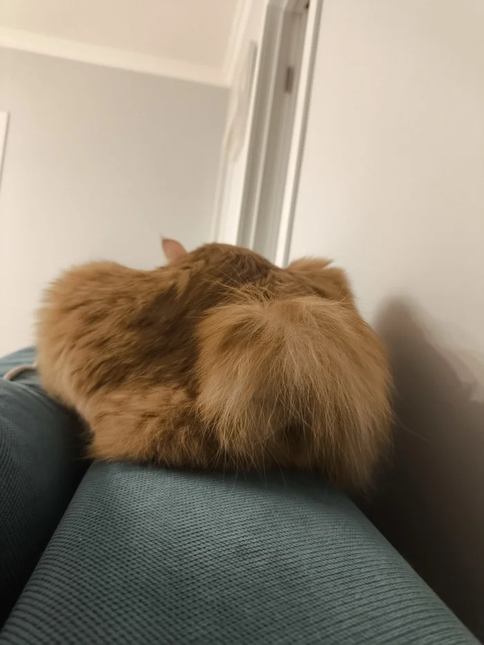 Reply to the post Competition: Best Pikabu Cat - My, Pick-up headphones, Peekaboo, Competition, Cat Day, cat, A wave of posts, Reply to post, Longpost