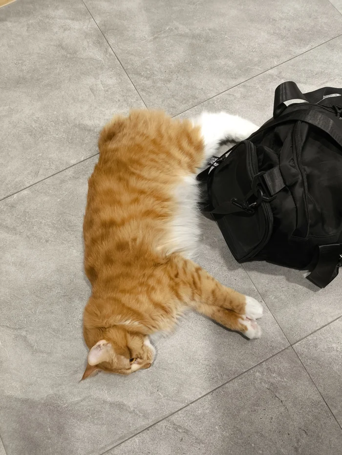 Reply to the post Competition: Best Pikabu Cat - My, Pick-up headphones, Peekaboo, Competition, Cat Day, cat, A wave of posts, Reply to post, Longpost
