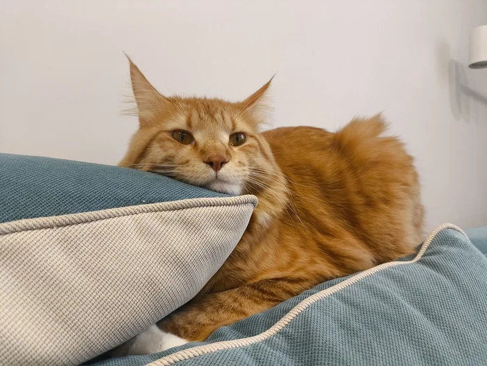 Reply to the post Competition: Best Pikabu Cat - My, Pick-up headphones, Peekaboo, Competition, Cat Day, cat, A wave of posts, Reply to post, Longpost