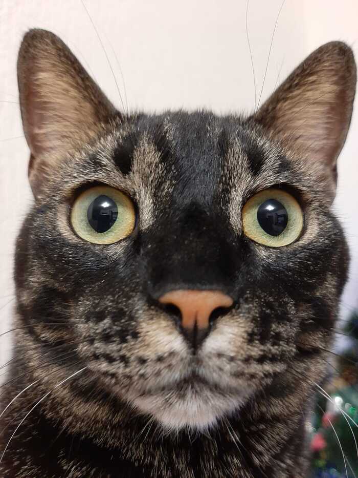 Ответ на пост «Конкурс: лучший кот Пикабу»