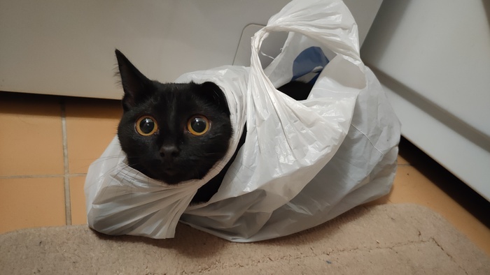 Ответ на пост «Конкурс: лучший кот Пикабу»