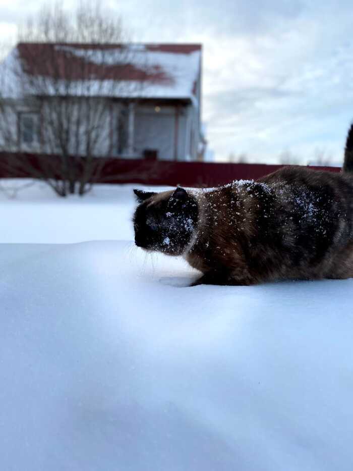 Ответ на пост «Конкурс: лучший кот Пикабу»