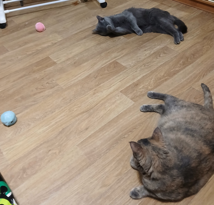 Нанюхався и лежит