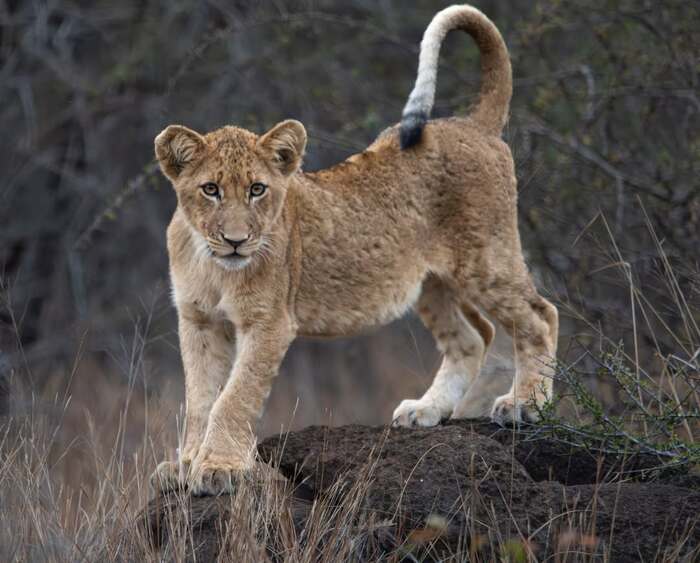 Любопытный молодой лев отправляется на прогулку