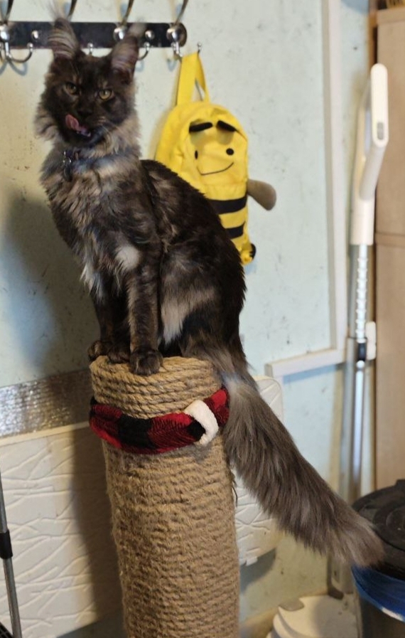 Ответ на пост «Конкурс: лучший кот Пикабу»