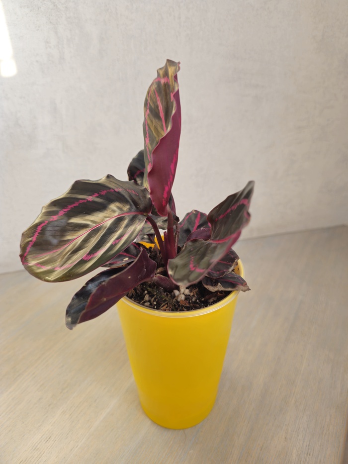 Тут можно увидеть зачаток нового листа