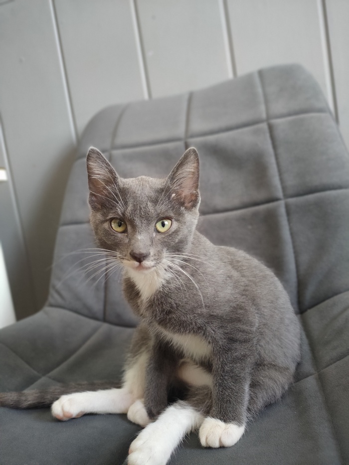 Ответ на пост «Конкурс: лучший кот Пикабу»