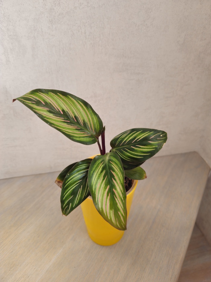 Калатея Миели