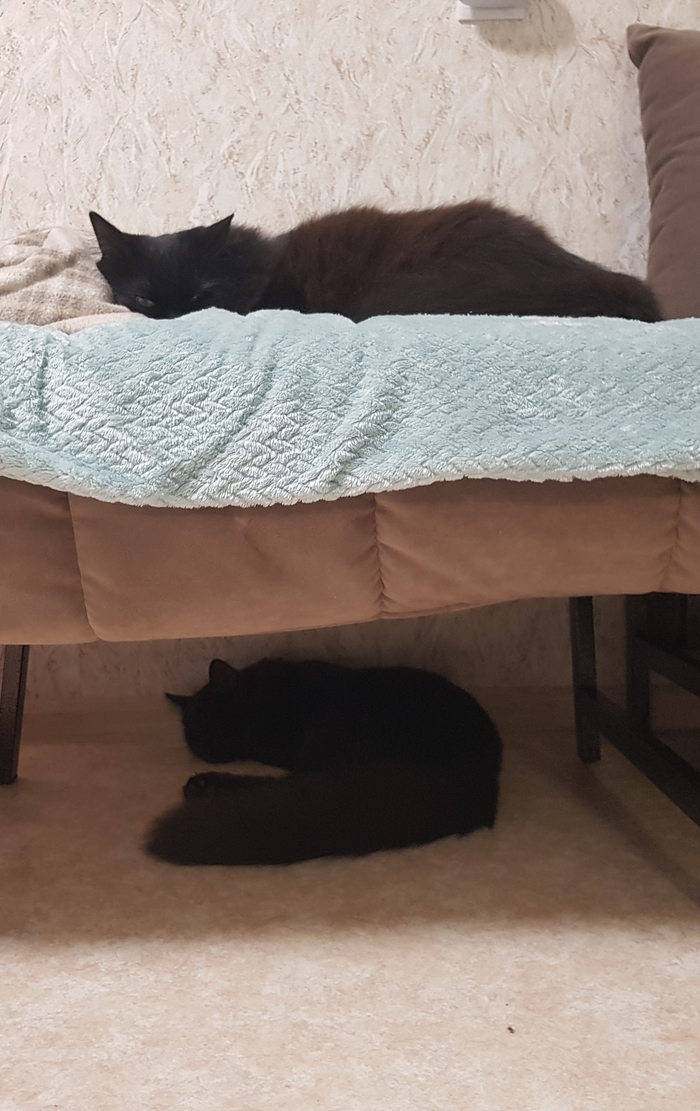 Сверху Мася, снизу Мустик