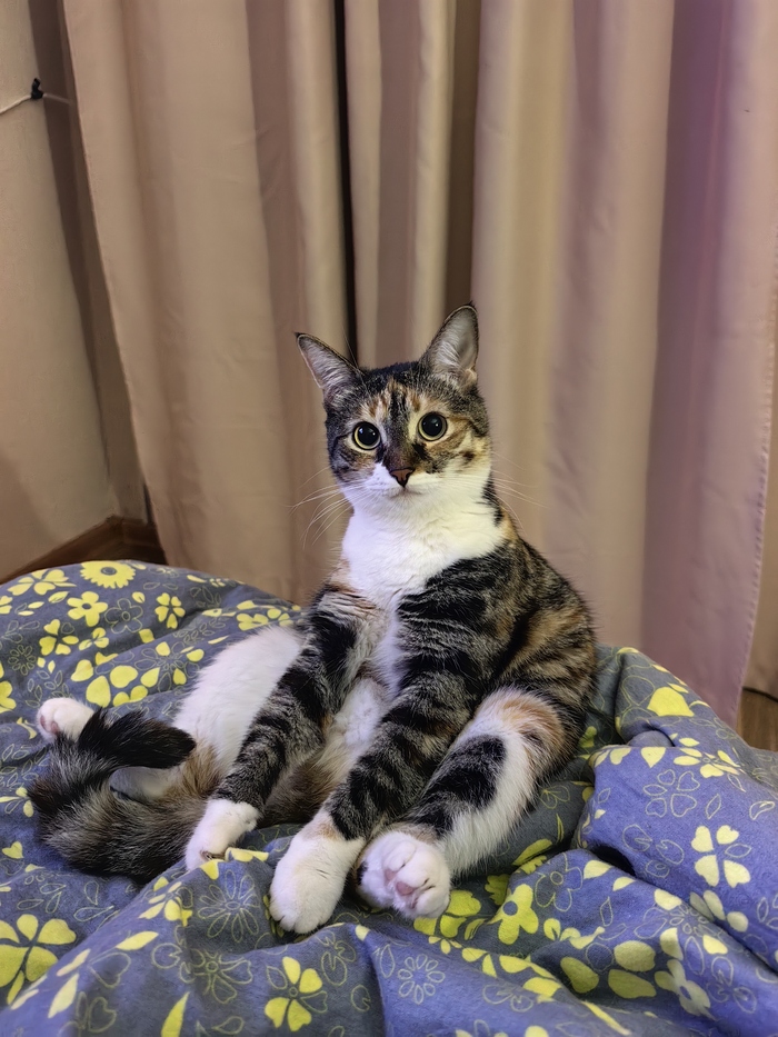 Ответ на пост «Конкурс: лучший кот Пикабу»