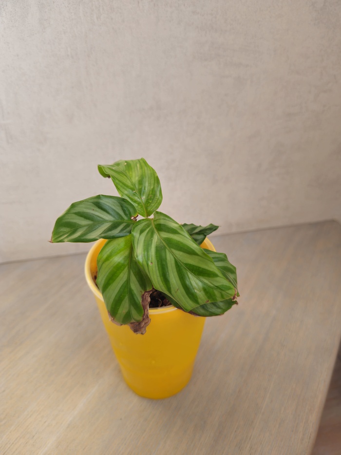 Калатея Фредди