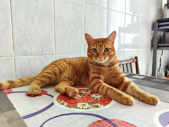 Ответ на пост «Конкурс: лучший кот Пикабу»