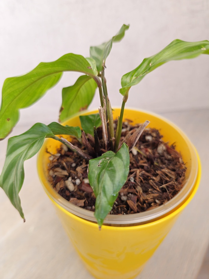 Вы тоже видите две свежие черные палочки с зеленым кончиком?!