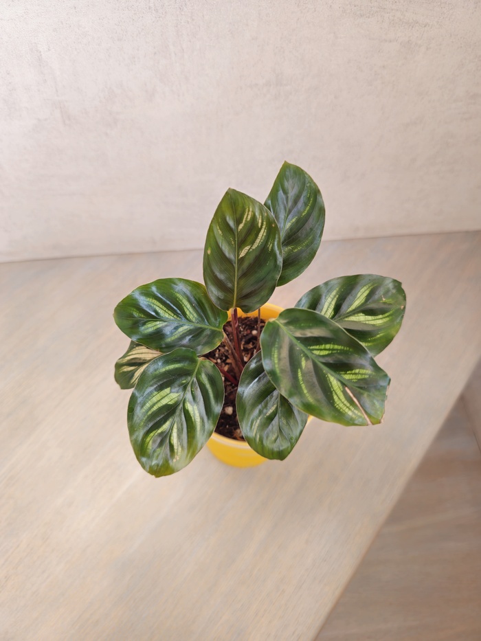 Калатея Макоя