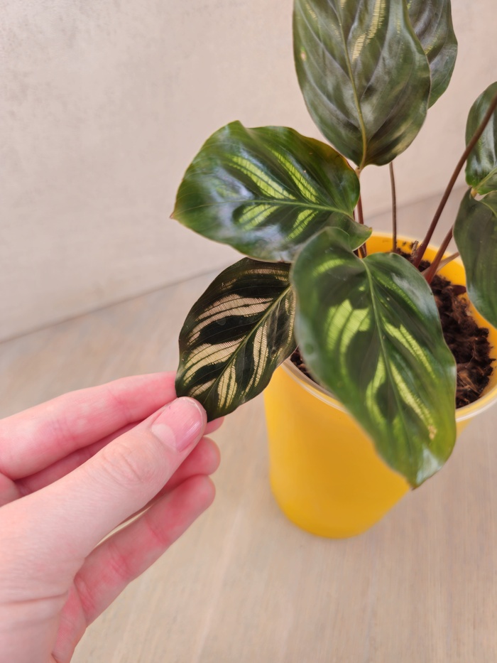 Уже развернувшийся новый лист из прошлого поста