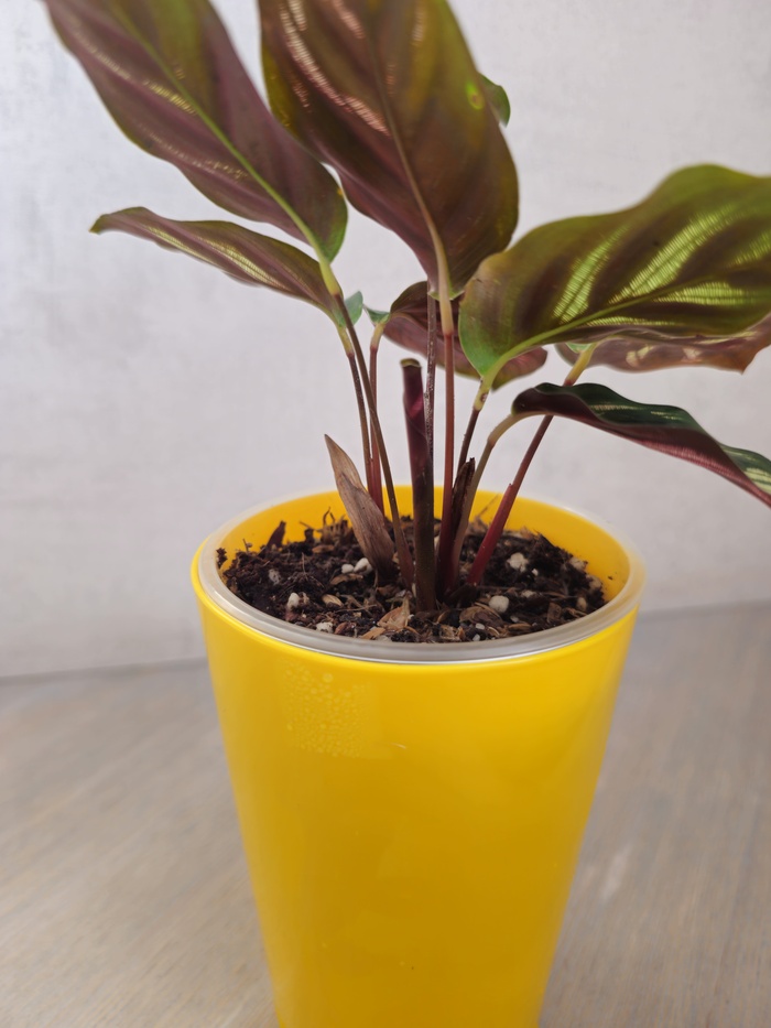 Новый не развернувшийся лист, фокус с которого мои очумелые ручки отдали на съедение шакалам