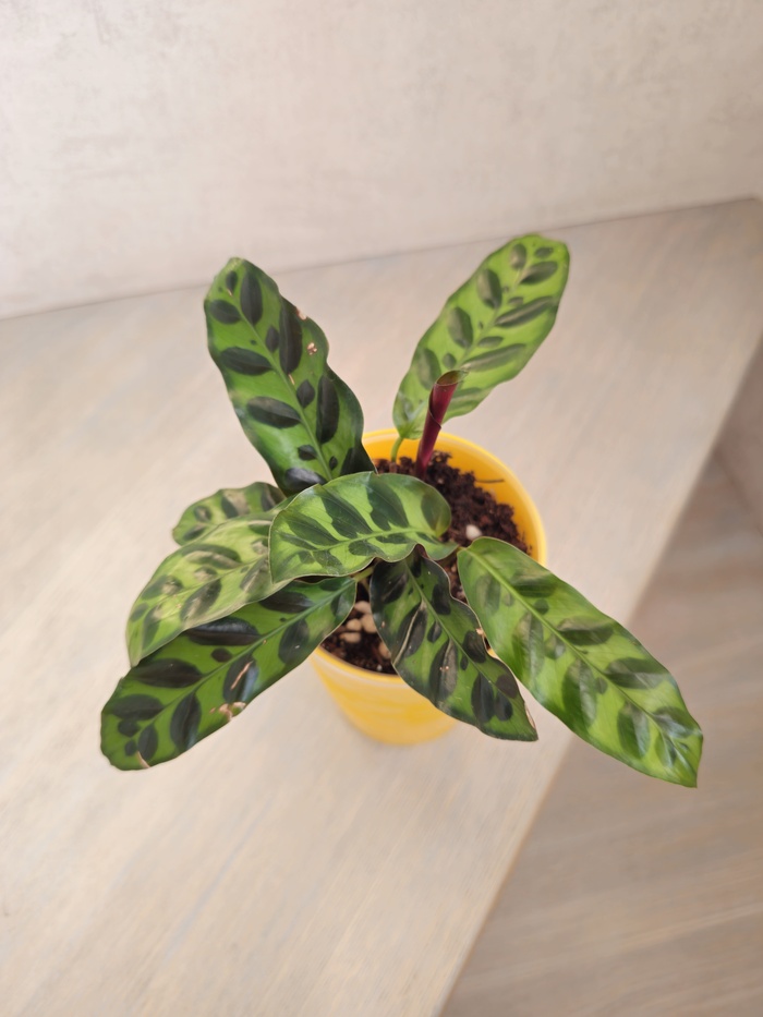 Калатея Лансифолия