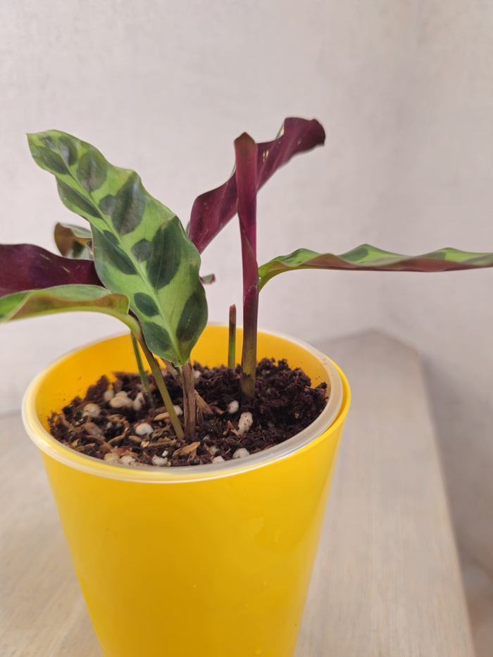 Два готовящихся к рождению листа!