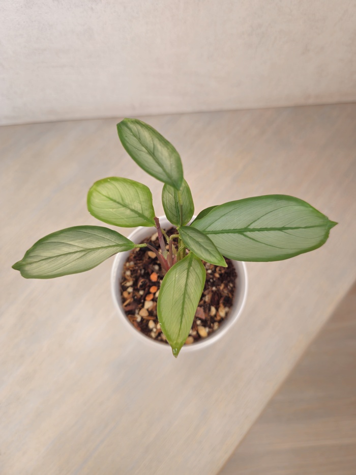 Калатея Грей Стар