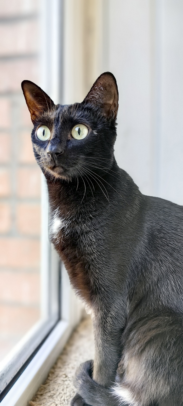 Ответ на пост «Конкурс: лучший кот Пикабу»