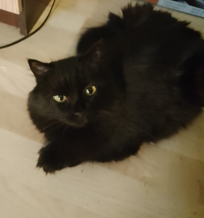 Ответ на пост «Конкурс: лучший кот Пикабу»