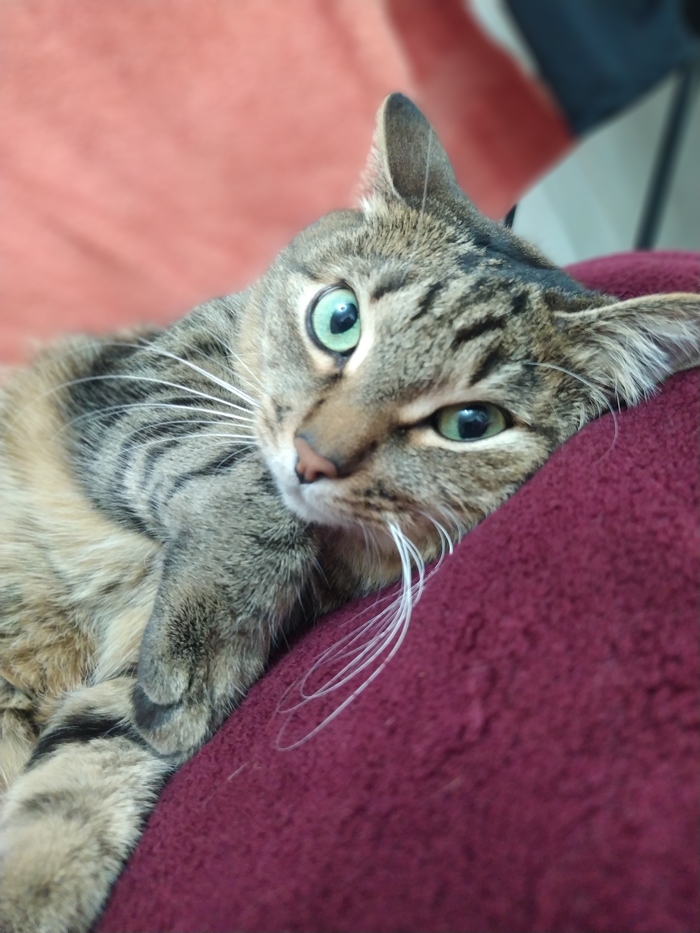 Кошка Бастет