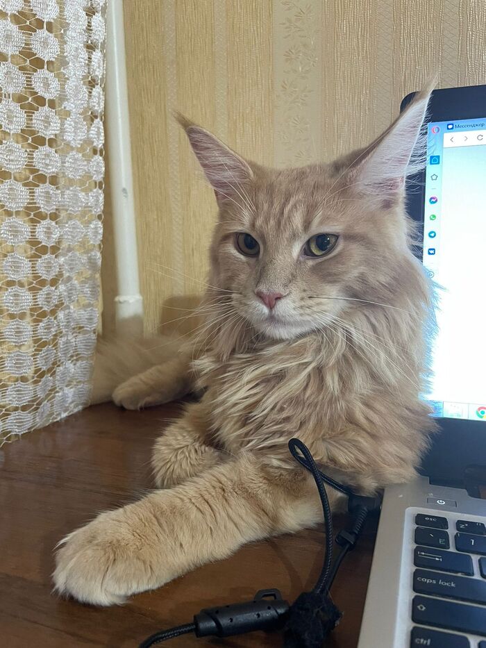 Его зовут Маркиз.