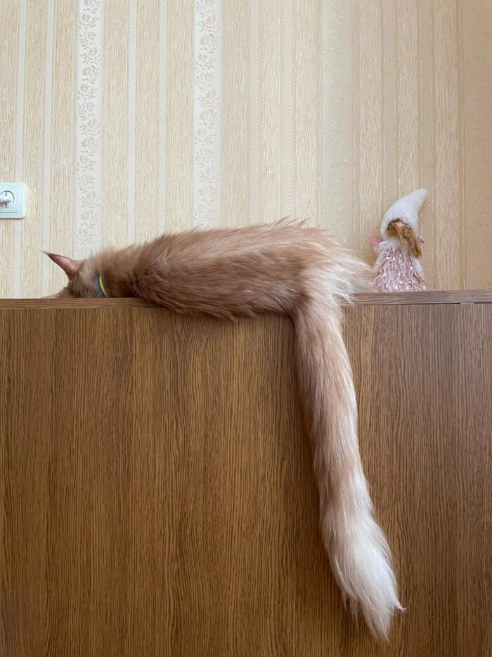 А это его длинный хвост.